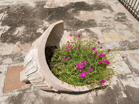 Pink Portulaca flower plant growing in a broken huge pot of stone