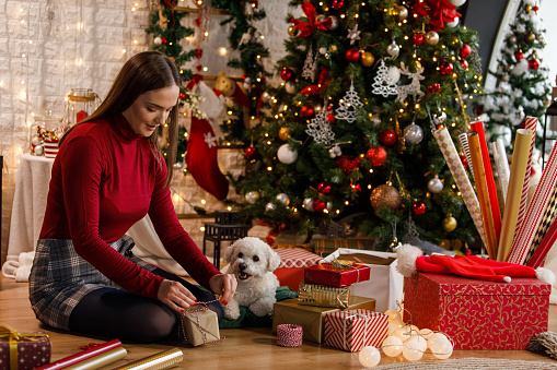 Wide shot of happy young woman sitting on the floor, by the Christmas tree, and tying a string around a Christmas gift box she is decorating. Her cute dog lying next to her, keeping her company.