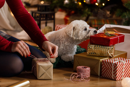 Close up shot of unrecognizable young woman sitting on the floor, by the Christmas tree, and tying a string around a Christmas gift box she is decorating. Her cute dog lying next to her, keeping her company.