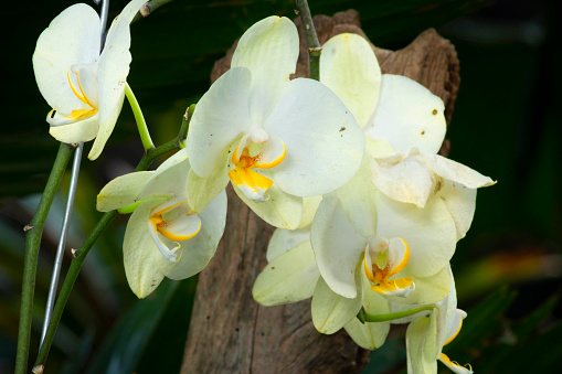 Isolated light-yellow orchid flowers (Orchidaceae)