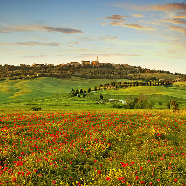 Poppy field  in Tuscany at sunset - the town of Pienza in the background.
