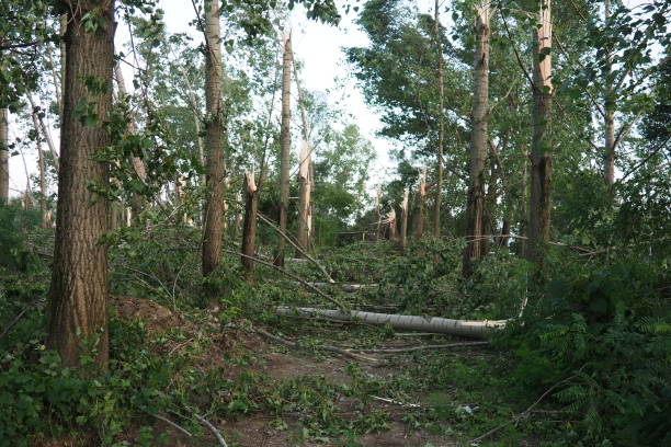 istock Broken poplar trees. Broken branches trunks. Chips trash. State of emergency after storm. Consequences of supercell with mesocyclone 1655801723