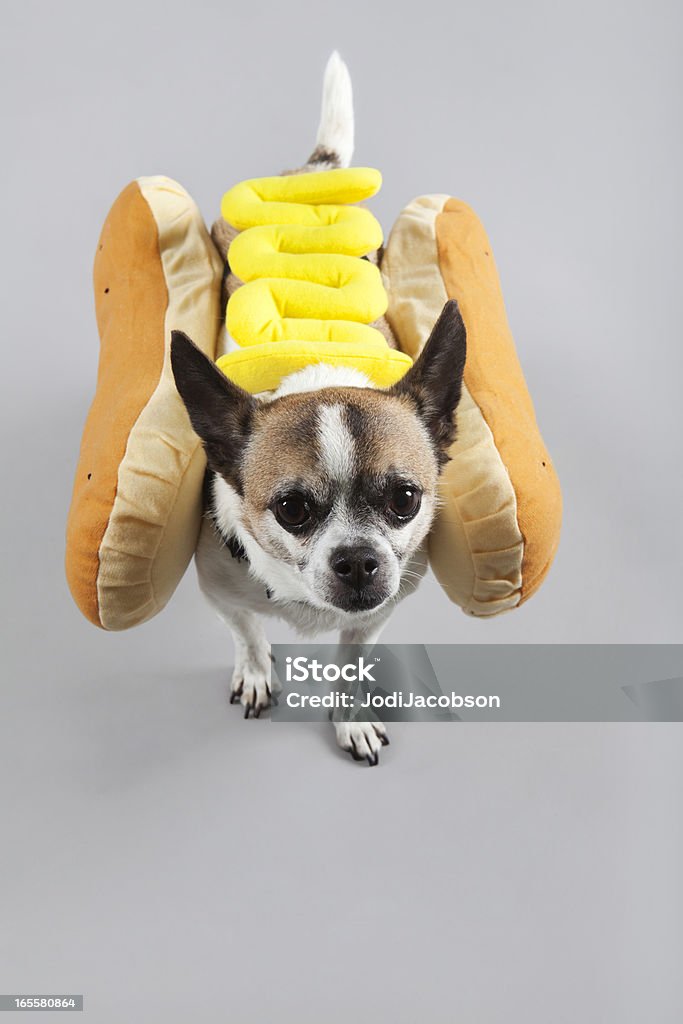 Hot dog pour Halloween diggity - Photo de Chien libre de droits