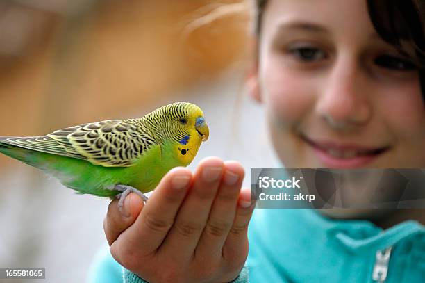 Süßes Mädchen Mit Einem Budgie Stockfoto und mehr Bilder von Vogel - Vogel, Haustier, Wellensittich - Sittich