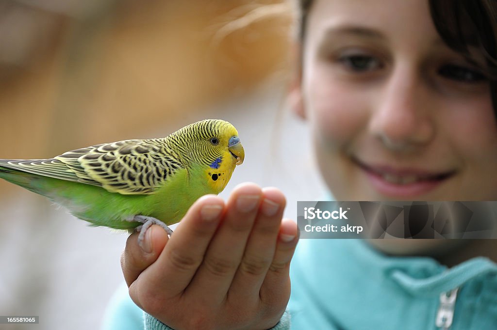 Cute Girl With A Budgie Yellow-green budgie sitting on a girls hand against blurred background. Focus on the bird. Bird Stock Photo