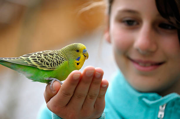 Cute Girl With A Budgie Yellow-green budgie sitting on a girls hand against blurred background. Focus on the bird. parakeet photos stock pictures, royalty-free photos & images