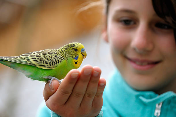 Cute Girl With A Budgie Yellow-green budgie sitting on a girls hand against blurred background. Focus on the bird. bird human stock pictures, royalty-free photos & images