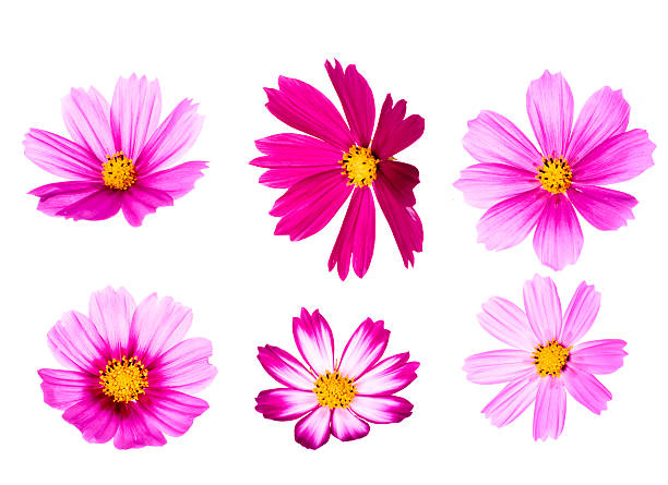 cosmos flores - isolated on white high key saturated color horizontal - fotografias e filmes do acervo