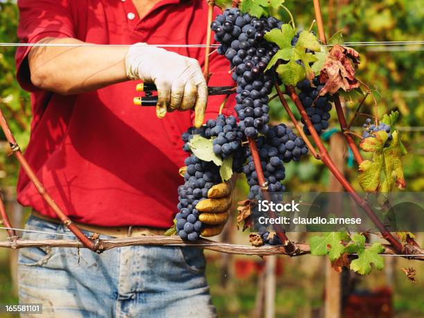 Vendemmia Immagine A Colori - Fotografie stock e altre immagini di Agricoltura - Agricoltura, Ambientazione esterna, Attività agricola