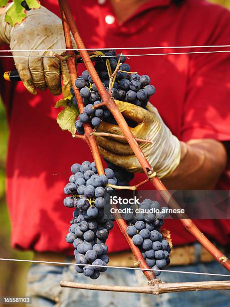 Uvas De Colheita Imagem A Cores - Fotografias de stock e mais imagens de Ao Ar Livre - Ao Ar Livre, Apanha, Atividade Agrícola