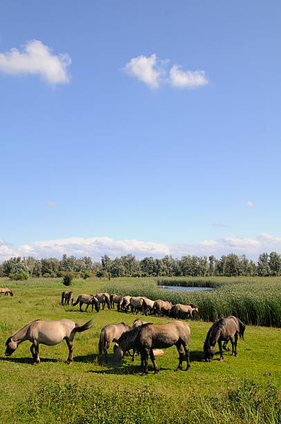 istock Group of Horses in a nature reserve 165581185