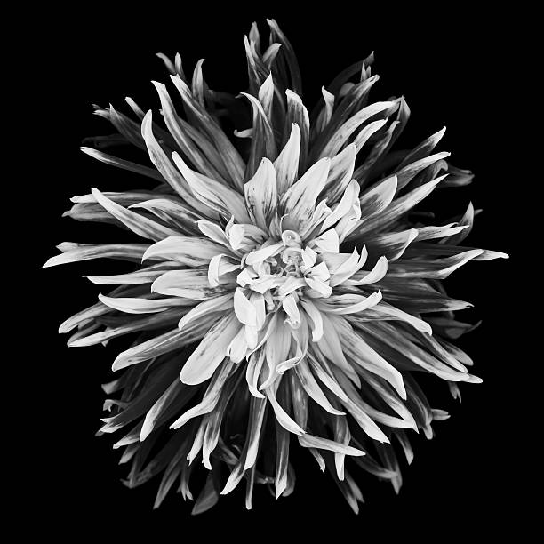 istock Monochrome Dhalia with white center 165581192