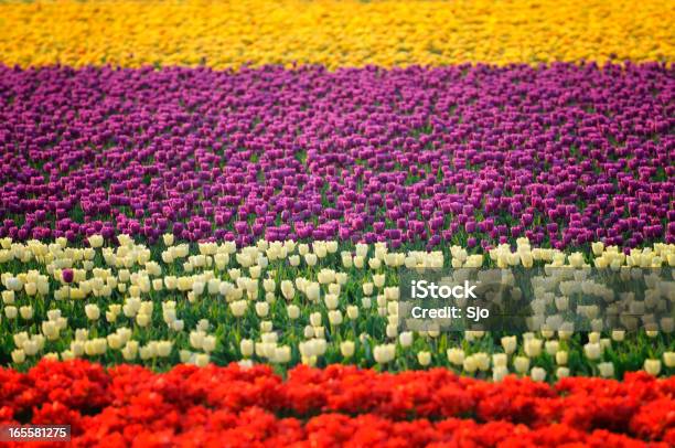 Campo De Tulipanes Foto de stock y más banco de imágenes de Agricultura - Agricultura, Aire libre, Amarillo - Color