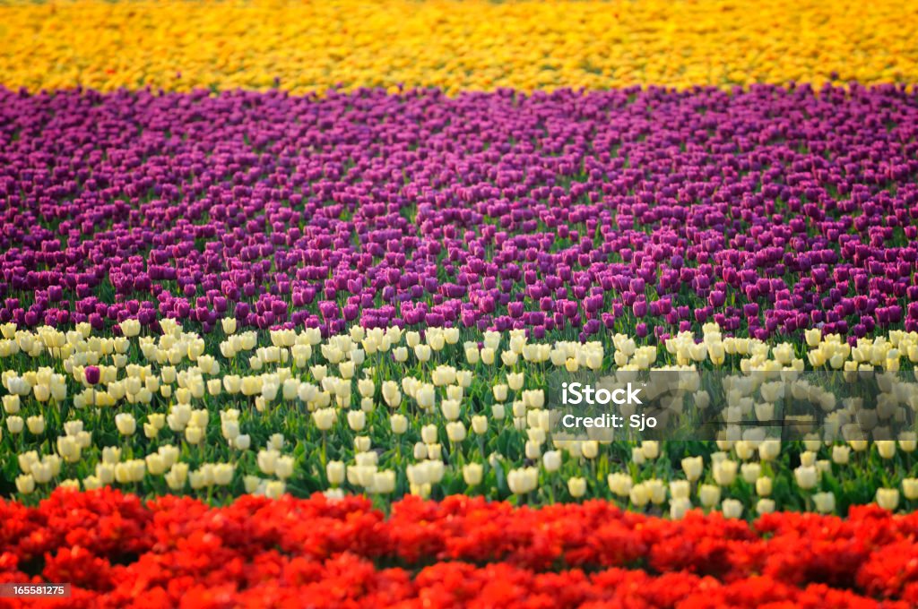 Field of Tulips Various colored tulips, including red, white, purple and yellow. Agricultural Field Stock Photo