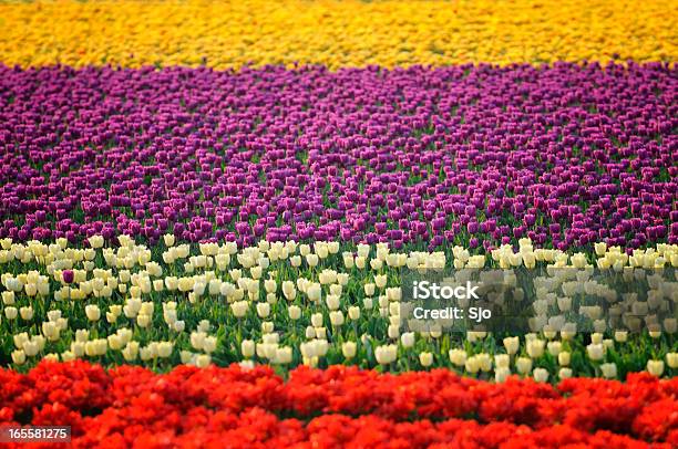 Field Of Tulips Stock Photo - Download Image Now - Agricultural Field, Agriculture, Beauty In Nature