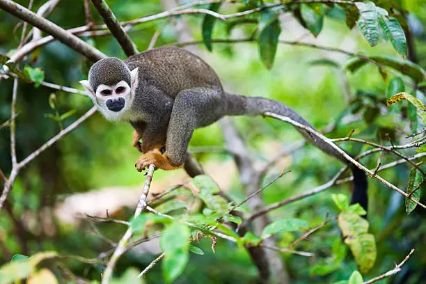 A Wild Squirrel Monkey In The Jungle Near Puyo, Ecuador In The Amazon