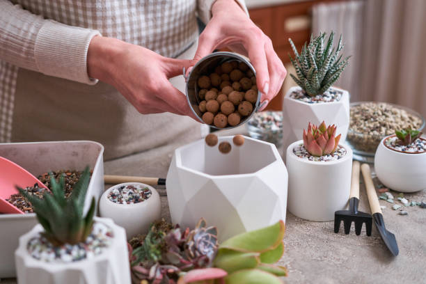 Woman putting expanded clay in a pot for Echeveria Succulent rooted cutting Plants planting Woman putting expanded clay in a pot for Echeveria Succulent rooted cutting Plants planting. rooted cutting stock pictures, royalty-free photos & images