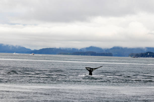 Whale tail in front of dramatic blue and gray landscape