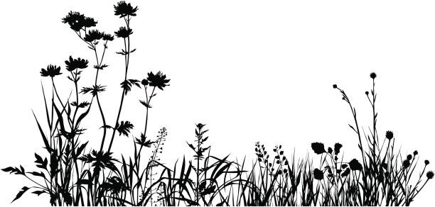 Plants composition one Summer meadow with variable plants meadow stock illustrations
