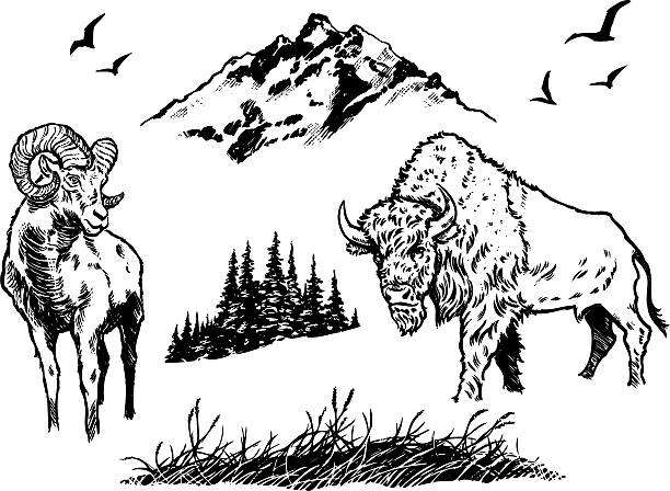 ilustrações de stock, clip art, desenhos animados e ícones de elementos da natureza - bisonte