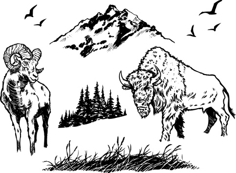 Image of buffalo, big-horn sheep and supporting elements. Hand drawn then converted to vector.