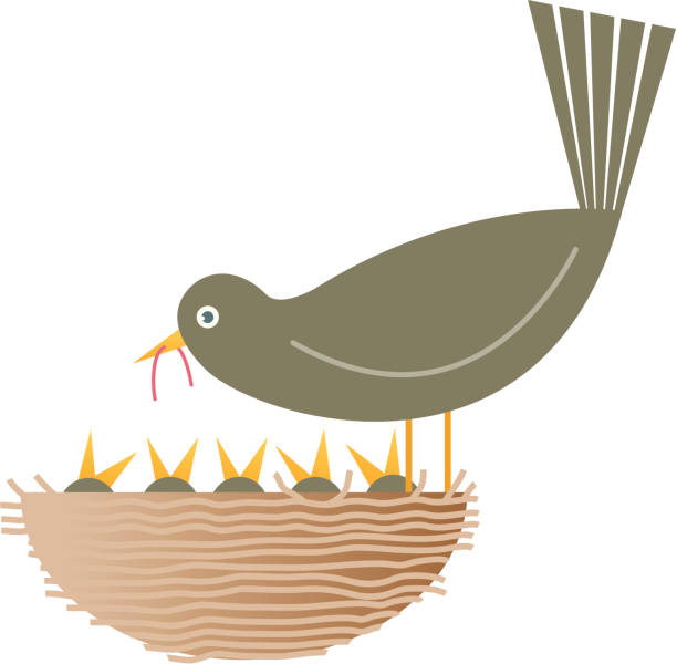 둥지 - birds nest illustrations stock illustrations