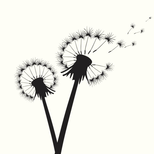 ilustrações, clipart, desenhos animados e ícones de dentes de leão - dandelion single flower flower white