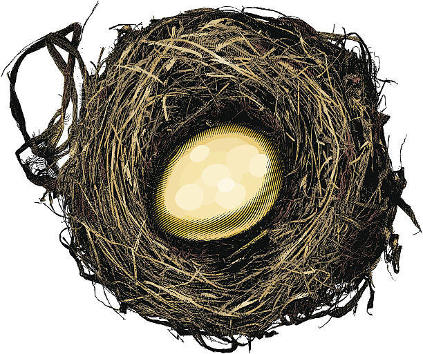 비상금 - retirement eggs animal egg gold stock illustrations
