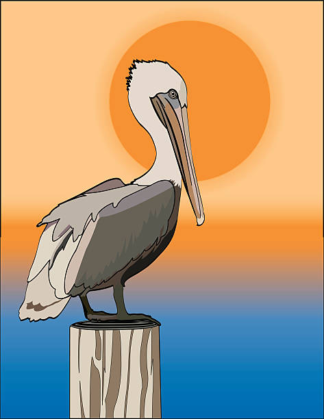 Pelican in the Setting Sun Pelican grouped and easily removed from background.  Gradients used in background but not in bird or post.  EPS and Hi Res JPG included in zip. pelican stock illustrations