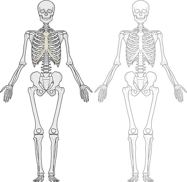 Human body, skeleton Detailed human body anatomy, skeleton, front view. human skeleton stock illustrations