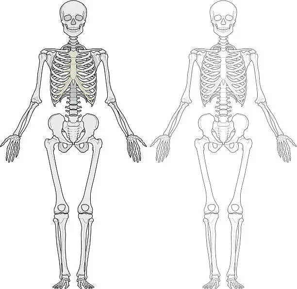 Vector illustration of Human body, skeleton