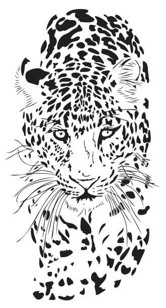 portret leopard panthera pardus - zoo animal spotted undomesticated cat stock illustrations