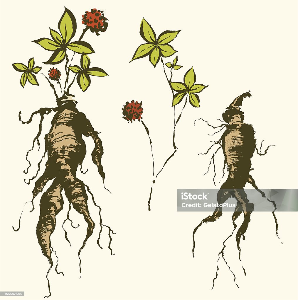 Ginseng Root and related items Ginseng root and leaf set illustrated in brushstroke style. File are clearly grouped and layered for easy editing. Zip includes ai CS2, Pdf and high res jpegs. Ginseng stock vector