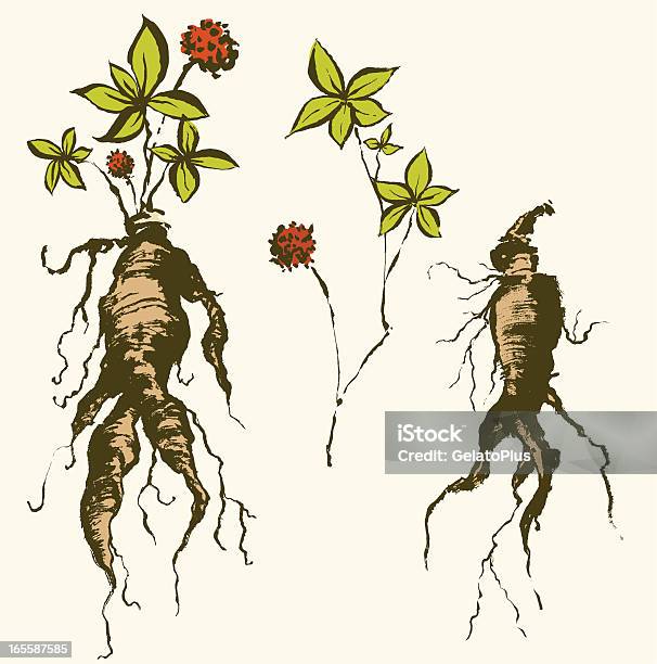 Ginseng Root And Related Items Stock Illustration - Download Image Now - Ginseng, Illustration, Flower