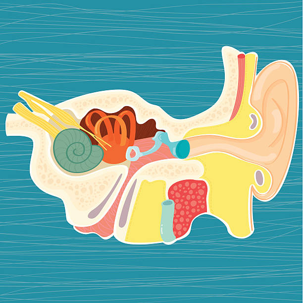 руки drawn анатомия человеческого уха - eustachian tube stock illustrations