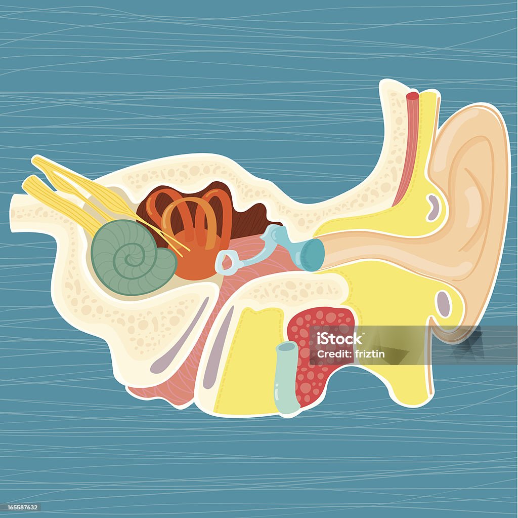 Hand drawn anatomy of the human ear Hand drawn/cartoonish illustration of  the human ear. Ear Exam stock vector