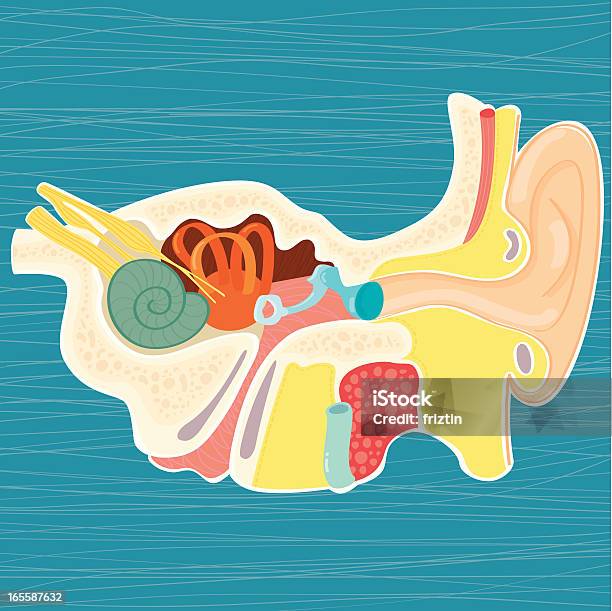 Hand Drawn Anatomy Of The Human Ear Stock Illustration - Download Image Now - Ear Exam, Anatomy, Inner Ear
