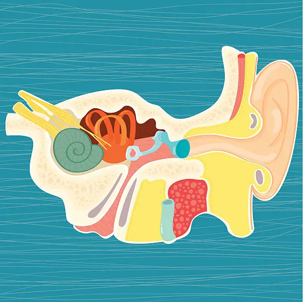 Vector illustration of Hand drawn anatomy of the human ear