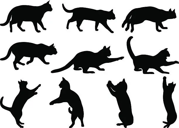 Vector illustration of Cats 3