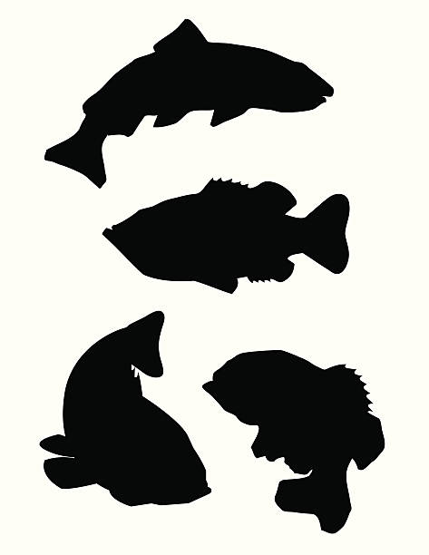 Sport Fish silhouette vector illustration of sport fish silhouettes fish salmon silhouette fishing stock illustrations