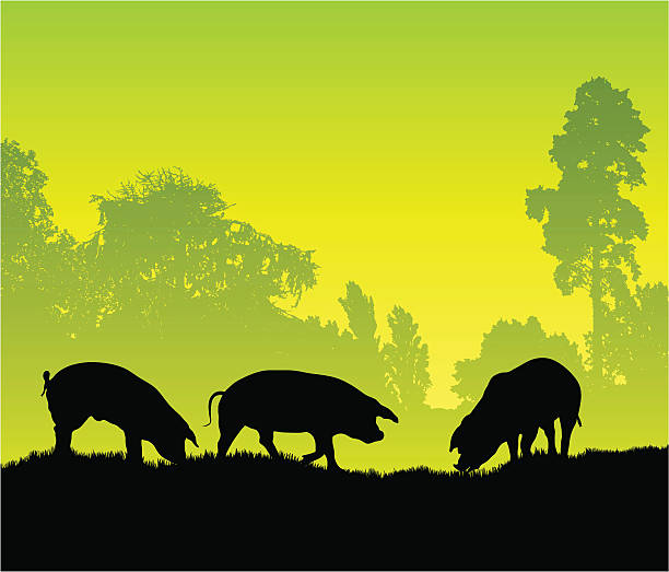 Pig farm silhouette Pigs in the fresh green country. pig silhouettes stock illustrations