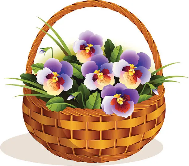 Vector illustration of flowers pansies in a small basket