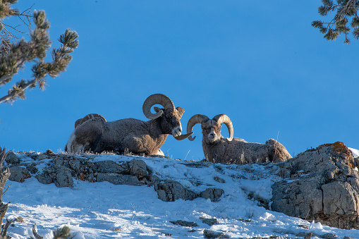 Two Big Horn rams (sheep) lying down on hilltop resting in the Yellowstone Ecosystem in western USA of North America.. Nearest cities are Denver, Colorado, Salt Lake City,Utah, Jackson and Cody, Wyoming, Bozeman and Billings, Montana.