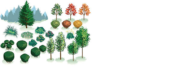 zestaw isometric, liści roślin, drzew i krzewów - tree landscape landscaped forest stock illustrations