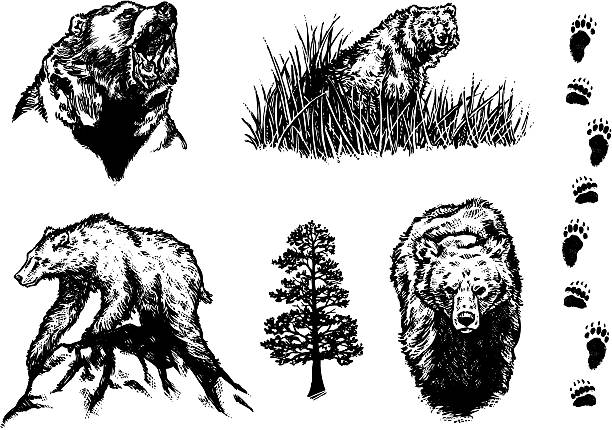 Bear Design Elements Hand drawn bears with supporting elements. Highly detailed! paw print illustrations stock illustrations