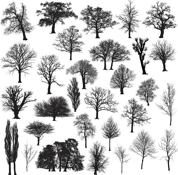 Winter tree silhouette collection Thirty different, detailed and beautiful winter tree silhouettes. hardwood tree stock illustrations