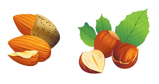 Vector illustration of Graphics of nuts being cracked open