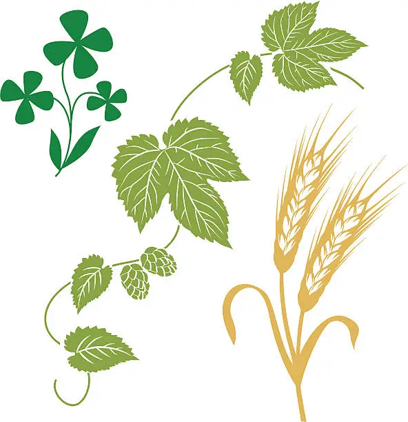 Vector illustration of hops, wheat, barley, clover, beer