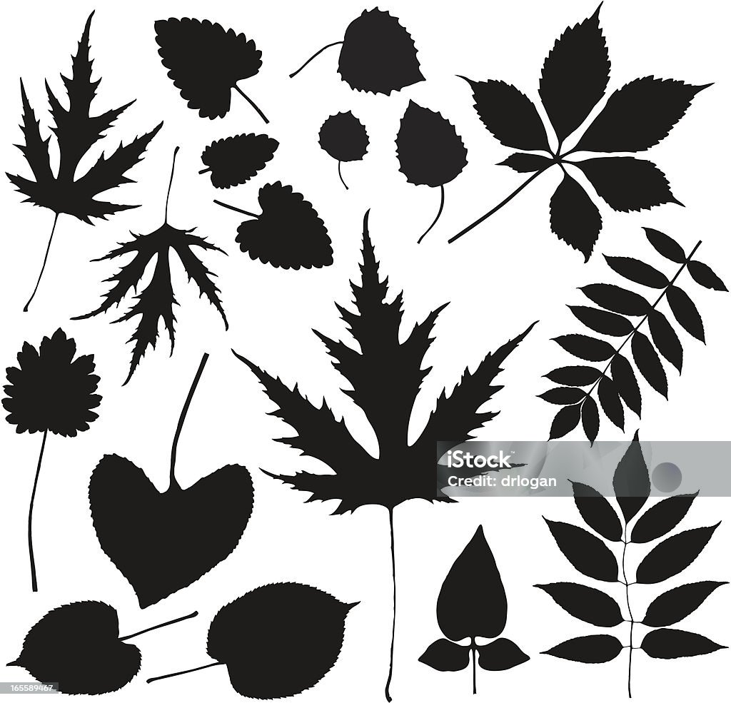 Листья в лесу, floor 1 - Векторная графика Клён дланевидный роялти-фри