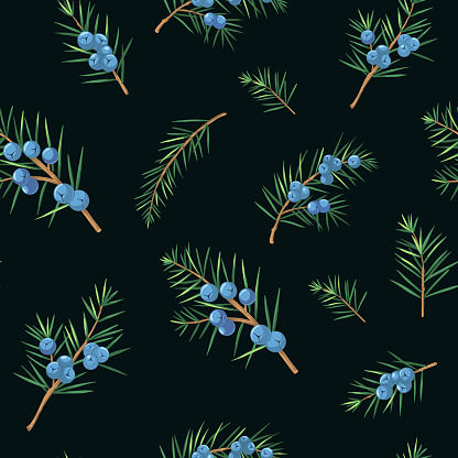 Juniper seamless pattern. Vector floral background. Herbal plants.